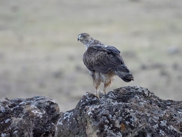 Bonellis águia Aquila fasciata empoleirada em uma rocha