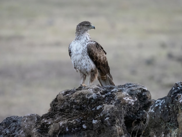 Bonellis águia Aquila fasciata empoleirada em uma rocha