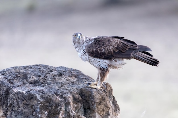 Bonellis águia Aquila fasciata empoleirada em uma rocha