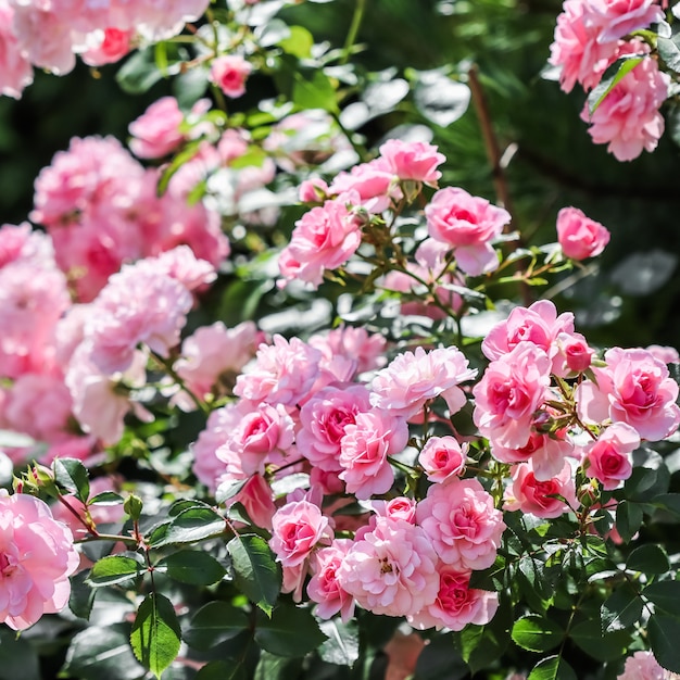 Bonica hermosas rosas rosadas en el jardín perfecto para el fondo de tarjetas de felicitación para cumpleaños