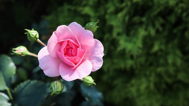 Bonica rosa hermosa rosa con capullos en el jardín