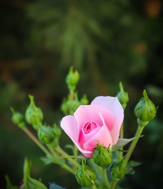 Bonica rosa hermosa rosa con capullos en el jardín