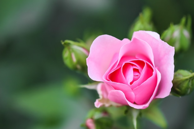 Foto bonica rosa suave com botões no jardim, perfeita para o fundo de cartões de aniversário