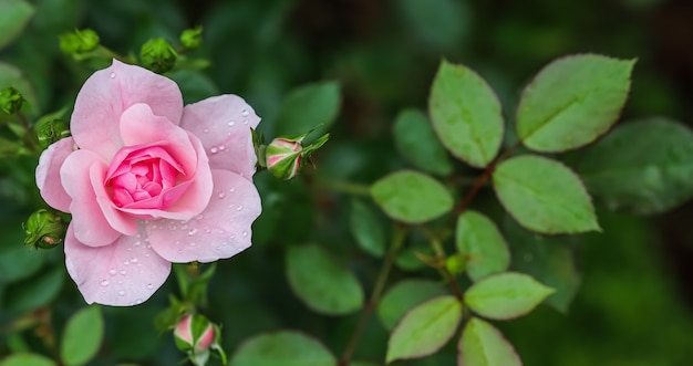Bonika rosa rosa com botões no jardim, perfeita para cartões de felicitações de fundo