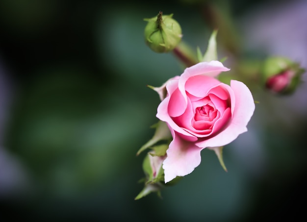 Bonika rosa rosa en el jardín perfecto para tarjetas de felicitación de fondo para el día de San Valentín y cumpleaños