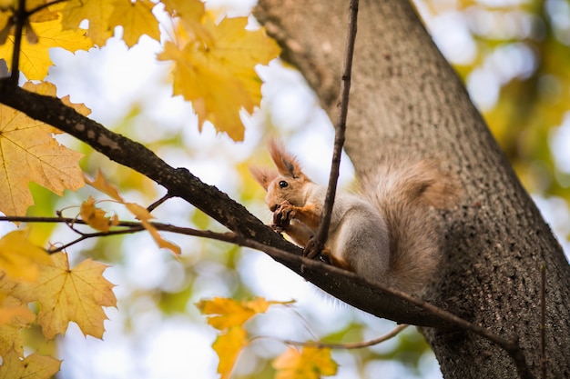 Bonita ardilla con nuez sentada en el árbol de otoño