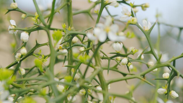 Bonita árvore espinhosas em um dia de primavera ensolarado flor de frutas laranja amargo japonês em close-up