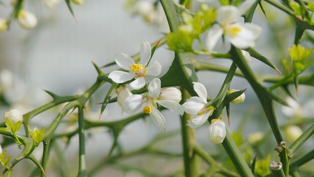 Bonita árvore espinhosas em um dia de primavera ensolarado flor de frutas laranja amargo japonês em close-up