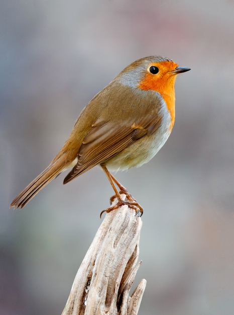 Bonita ave con un bonito plumaje rojo anaranjado