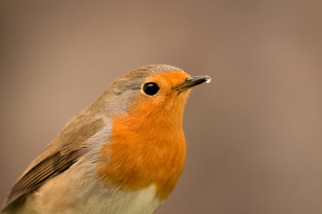 Bonita ave con un bonito plumaje rojo anaranjado