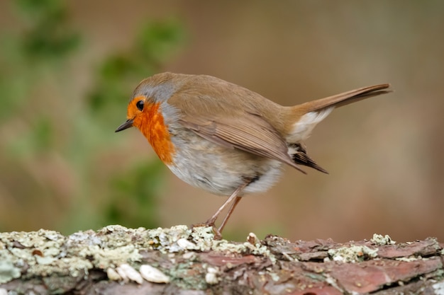 Bonita ave con un bonito plumaje rojo anaranjado