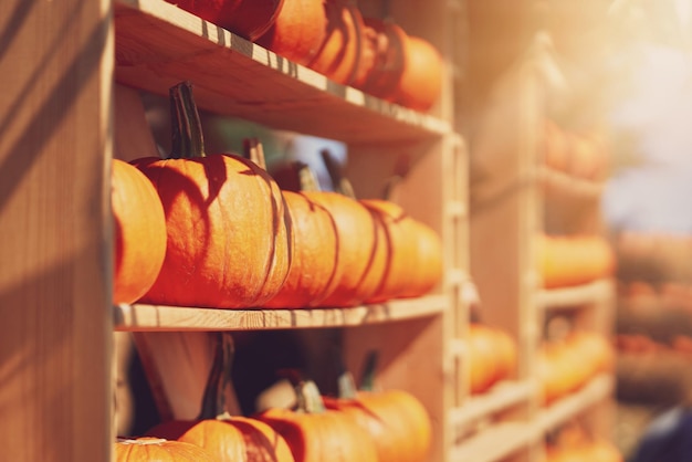 Bonita y colorida calabaza en estantes de madera.