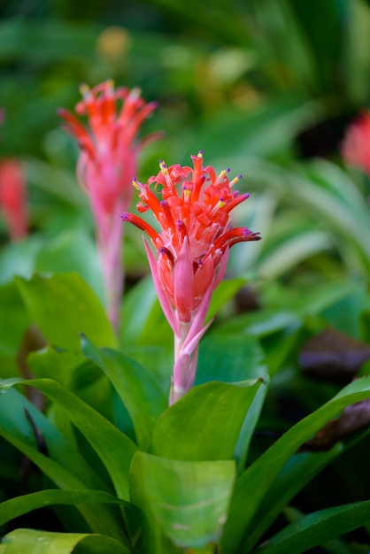 Bonita flor de bromelia roja.