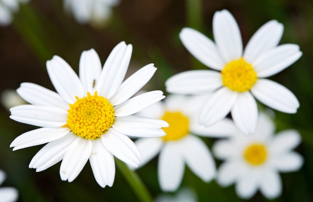 Una bonita flor en el campo en primavera