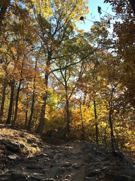 Bonita floresta com altas e densas árvores em Maryland Height Trails, Harper's Ferry, EUA