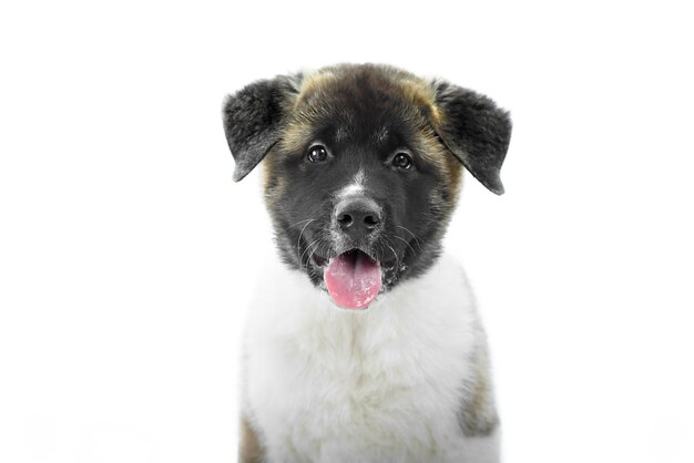 Bonita foto del cachorro americano akita que tiene una piel esponjosa