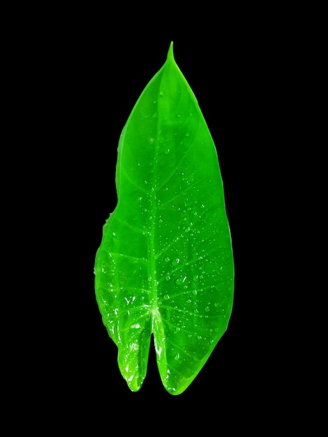 una bonita hoja verde con gota de agua