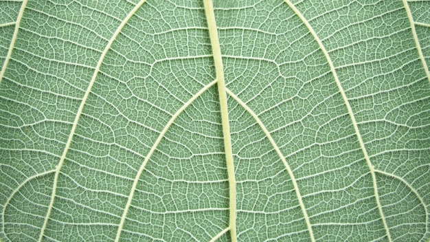 Bonita hoja verde para revelar los detalles de las venas.