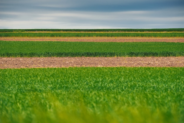 Una bonita imagen de un campo colorido a la luz del día.