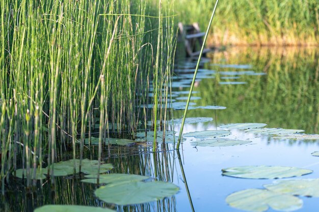 Foto bonita lagoa e folhas verdes fundo de verão