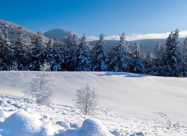 Bonita mañana fría de invierno con fondo de nieve con árboles, bosque y montaña en el fondo