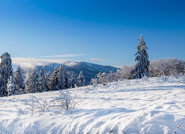 Bonita mañana fría de invierno con fondo de nieve con árboles, bosque y montaña en el fondo