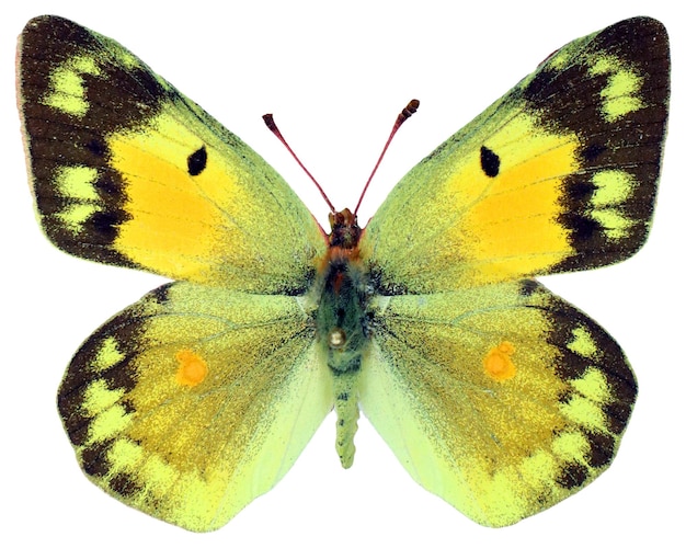 Bonita mariposa amarilla aislada en blanco Macro de crisothema de Colias. Colección de mariposas. Pieridae.