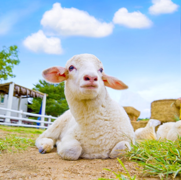 Bonita ovelhinha deitada na fazenda ao ar livre