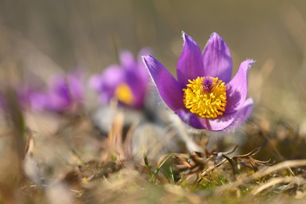 Bonita pequeña flor morada en la primavera Hermoso fondo natural para la primavera en el prado Flor de Pasqueflower Pulsatilla grandis