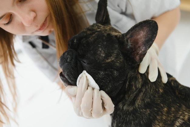 Bonita raça Bulldog Francês em uma consulta médica veterinária