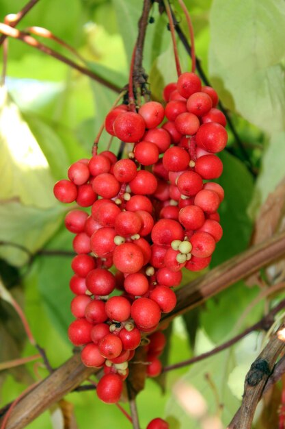 Bonita rama de schizandra madura útil roja