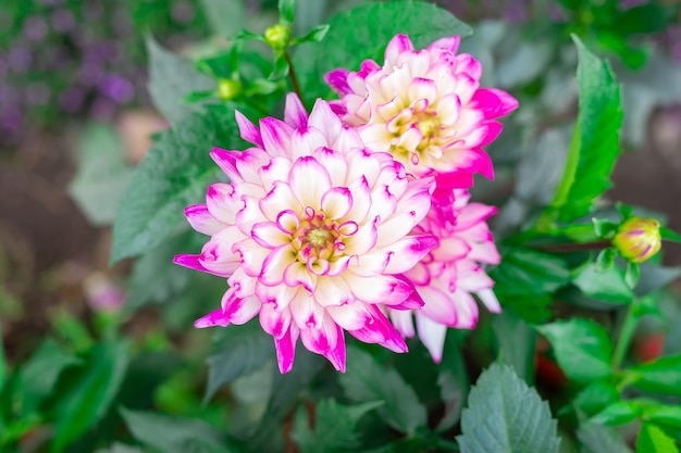 Bonitas flores Dahlia Ferncliff Illusion - flores blancas con puntas de pétalos delicadamente rosadas, florecen en el jardín