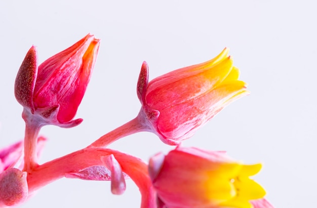 Las bonitas flores de la Dudleya cymosa es una planta suculenta perteneciente a la familia de las crasuláceas