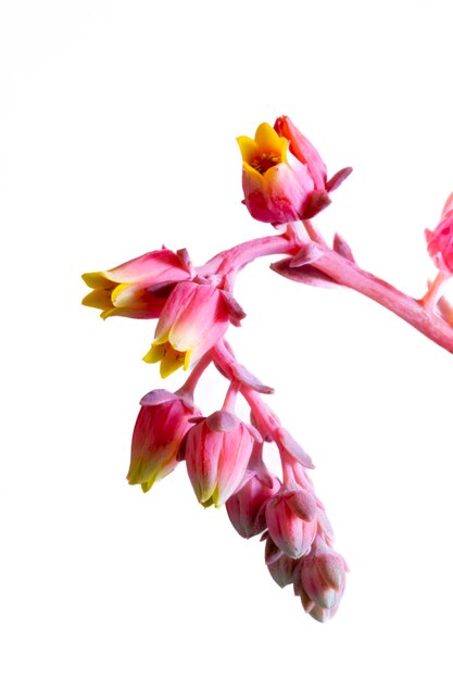 Las bonitas flores de la Dudleya cymosa es una planta suculenta perteneciente a la familia de las crasuláceas