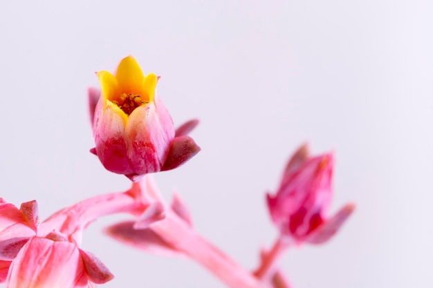 Las bonitas flores de la Dudleya cymosa es una planta suculenta perteneciente a la familia de las crasuláceas