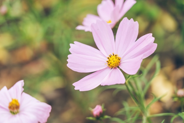 Foto bonitas flores plantadas en el suelo