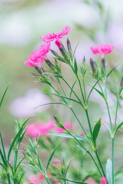 Foto bonitas flores plantadas en el suelo