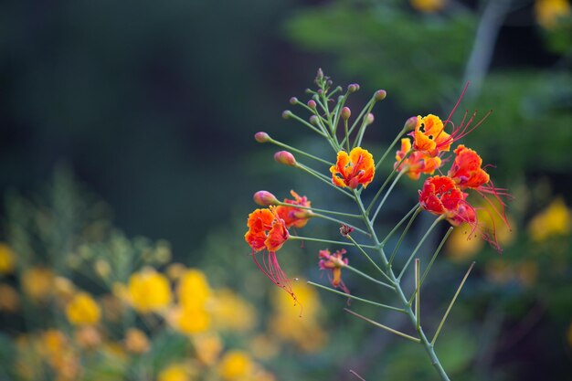 Bonitas flores en plena floración en el jardín en un día soleado