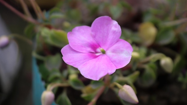 Foto bonitas flores rosadas en el jardín.