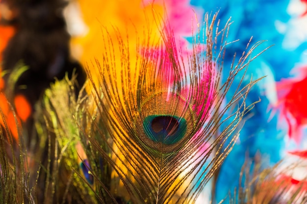 Bonitas plumas de pájaro para fines decorativos