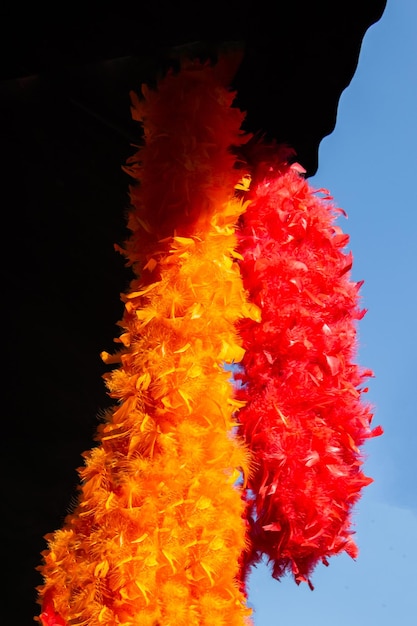 Foto bonitas plumas de pájaro para fines decorativos