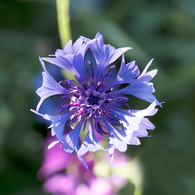 Bonito aciano azul