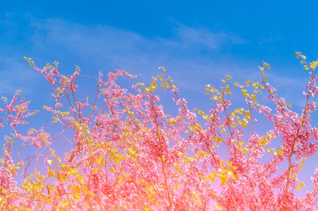 Bonito árbol en flor