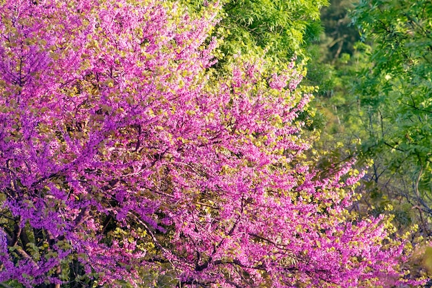 Bonito árbol en flor