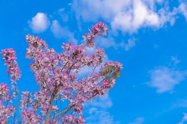 Bonito árbol en flor