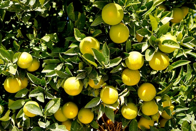 Foto bonito arbol con muchas naranjas