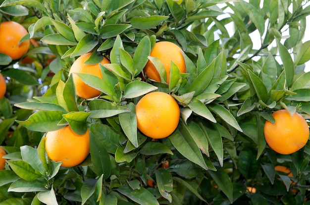 Bonito árbol con muchas naranjas,