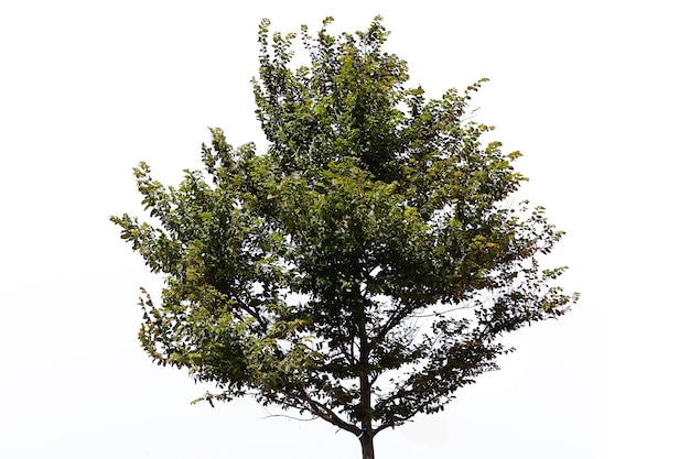 Bonito árbol del parque regular sobre fondo blanco.