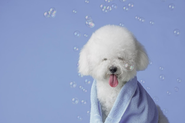 Bonito bichon frise após o banho embrulhado em toalha para animais de estimação copie o espaço para texto