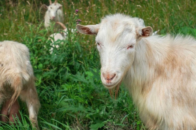 Bonito bode branco (cabeça) close-up no contexto da grama verde e outras cabras no pasto